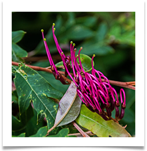 Flowers of Rewarewa tree. NZ - Richard Nicholls